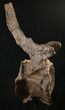 Tall Diplodocus Caudal Vertebra - Dana Quarry #10142-4